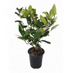 Λιγούστρα Θάμνος (Ligustrum Japonicum)
