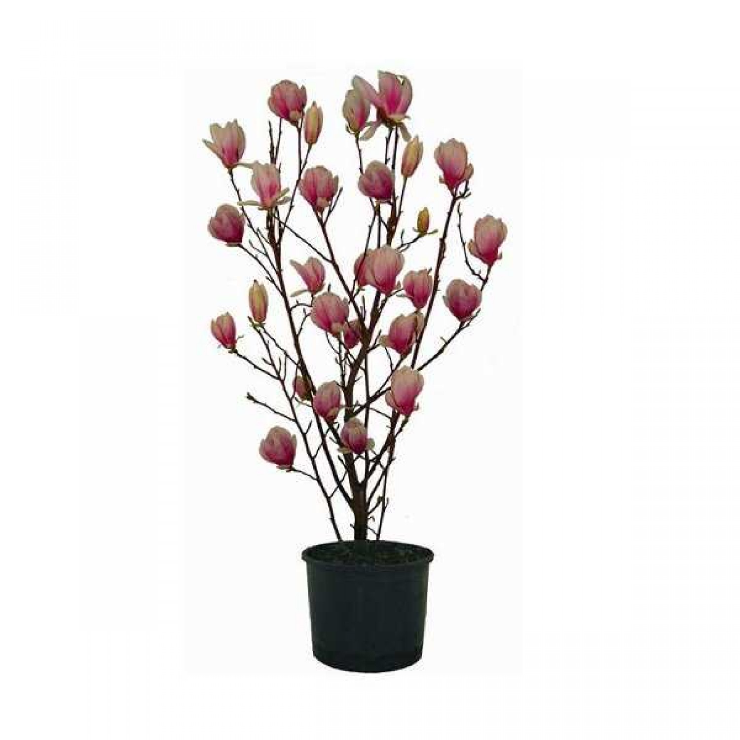 Μαγνόλια Σουλατζιάνα (Magnolia × soulangeana) | Κηπογεωργική