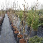 Μαγνόλια Σουλατζιάνα (Magnolia × soulangeana) | Κηπογεωργική