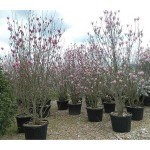 Μαγνόλια Σουλατζιάνα (Magnolia × soulangeana) | Κηπογεωργική