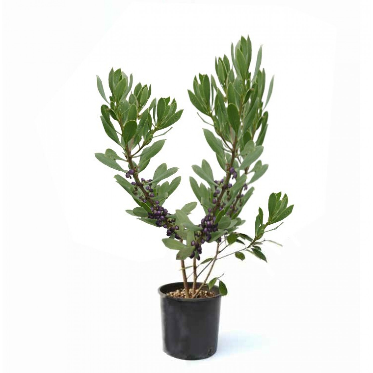 Common Boobialla Shrub (Myoporum insulare) | Kipogeorgiki