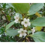 Common Boobialla Shrub (Myoporum insulare) | Kipogeorgiki