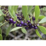Common Boobialla Shrub (Myoporum insulare) | Kipogeorgiki
