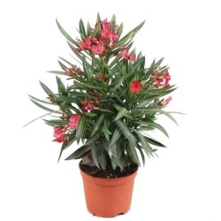 Πικροδάφνη (Nerium oleander) |kipogeorgiki.live
