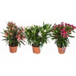 Nerium oleander|kipogeorgiki.live