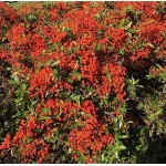 Πυράκανθος Θάμνος (Pyrachantha coccinea) | Κηπογεωργική