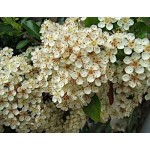 Πυράκανθος Θάμνος (Pyrachantha coccinea) | Κηπογεωργική