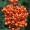 Pyrachantha coccinea 'Orange Glow'
