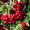 Pyracantha coccinea 'Red Cushion'