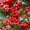 Pyrachantha coccinea 'Red Column'
