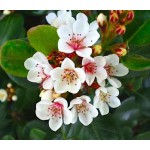 Ραφιολεπίς Θάμνος (Rhaphiolepis umbellata) | Κηπογεωργική