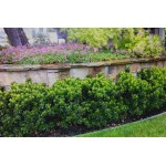 Ραφιολεπίς Θάμνος (Rhaphiolepis umbellata) | Κηπογεωργική