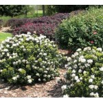 Ραφιολεπίς Θάμνος (Rhaphiolepis umbellata) | Κηπογεωργική