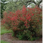 Τσιντόνια Θάμνος (Chaenomeles speciosa) | Ανοιξιάτικα Λουλούδια για Γλάστρα & Κήπο, Φυλλοβόλοι Θάμνοι Τσιντόνια Θάμνος (Chaenomeles speciosa) | kipogeorgiki.live