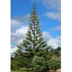 Αρωκάρια Ετερόφυλλη (Araucaria heterophylla) | Κωνοφόρα Δέντρα & Θάμνοι για Κήπο, Φράχτη, Γλάστρα Αρωκάρια Ετερόφυλλη (Araucaria heterophylla) | kipogeorgiki.live