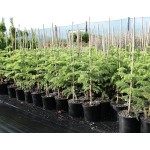 Αρωκάρια Ετερόφυλλη (Araucaria heterophylla) | Κωνοφόρα Δέντρα & Θάμνοι για Κήπο, Φράχτη, Γλάστρα Αρωκάρια Ετερόφυλλη (Araucaria heterophylla) | kipogeorgiki.live