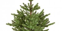 Nordmann fir Trees for the Christmas Tree Decoration