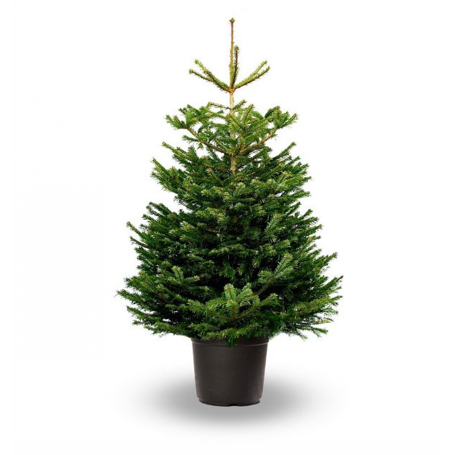 Έλατο Νορμανδίας (Abies nordmanniana) | Κωνοφόρα Μεγάλης Ανάπτυξης - Έλατα Έλατο Νορμανδίας (Abies nordmanniana) - Έλατα Χριστουγέννων
