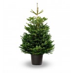 Έλατο Νορμανδίας (Abies nordmanniana) | Κωνοφόρα Μεγάλης Ανάπτυξης - Έλατα Έλατο Νορμανδίας (Abies nordmanniana) - Έλατα Χριστουγέννων