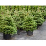 Έλατο Νορμανδίας (Abies nordmanniana) | Κωνοφόρα Μεγάλης Ανάπτυξης - Έλατα Έλατο Νορμανδίας (Abies nordmanniana) - Έλατα Χριστουγέννων