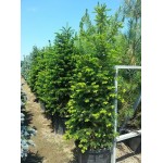 Έλατο Νορμανδίας (Abies nordmanniana) | Κωνοφόρα Μεγάλης Ανάπτυξης - Έλατα Έλατο Νορμανδίας (Abies nordmanniana) - Έλατα Χριστουγέννων