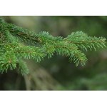Έλατο Νορμανδίας (Abies nordmanniana) | Κωνοφόρα Μεγάλης Ανάπτυξης - Έλατα Έλατο Νορμανδίας (Abies nordmanniana) - Έλατα Χριστουγέννων