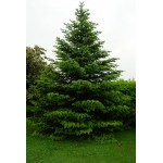 Έλατο Νορμανδίας (Abies nordmanniana) | Κωνοφόρα Μεγάλης Ανάπτυξης - Έλατα Έλατο Νορμανδίας (Abies nordmanniana) - Έλατα Χριστουγέννων