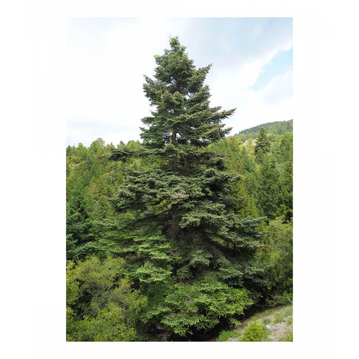 Έλατο Κεφαλληνίας (Abies cephalonica) | Κωνοφόρα Δέντρα & Θάμνοι για Κήπο, Φράχτη, Γλάστρα Έλατο Κεφαλληνίας (Abies cephalonica) | kipogeorgiki.live