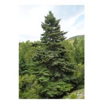 Έλατο Κεφαλληνίας (Abies cephalonica) | Κωνοφόρα Δέντρα & Θάμνοι για Κήπο, Φράχτη, Γλάστρα Έλατο Κεφαλληνίας (Abies cephalonica) | kipogeorgiki.live