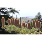 Έλατο Κεφαλληνίας (Abies cephalonica) | Κωνοφόρα Δέντρα & Θάμνοι για Κήπο, Φράχτη, Γλάστρα Έλατο Κεφαλληνίας (Abies cephalonica) | kipogeorgiki.live
