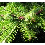 Έλατο Κεφαλληνίας (Abies cephalonica) | Κωνοφόρα Δέντρα & Θάμνοι για Κήπο, Φράχτη, Γλάστρα Έλατο Κεφαλληνίας (Abies cephalonica) | kipogeorgiki.live