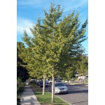 Γκίνγκο Μπιλόμπα Δέντρο (Ginkgo biloba) | Φυλλοβόλα Δέντρα Σκιάς Γκίνγκο Μπιλόμπα Δέντρο (Ginkgo biloba) | kipogeorgiki.live