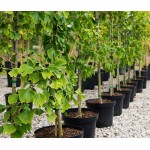 Γκίνγκο Μπιλόμπα Δέντρο (Ginkgo biloba) | Φυλλοβόλα Δέντρα Σκιάς Γκίνγκο Μπιλόμπα Δέντρο (Ginkgo biloba) | kipogeorgiki.live