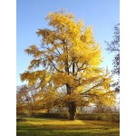 Γκίνγκο Μπιλόμπα Δέντρο (Ginkgo biloba) | Φυλλοβόλα Δέντρα Σκιάς Γκίνγκο Μπιλόμπα Δέντρο (Ginkgo biloba) | kipogeorgiki.live