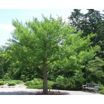 Γκίνγκο Μπιλόμπα Δέντρο (Ginkgo biloba) | Φυλλοβόλα Δέντρα Σκιάς Γκίνγκο Μπιλόμπα Δέντρο (Ginkgo biloba) | kipogeorgiki.live