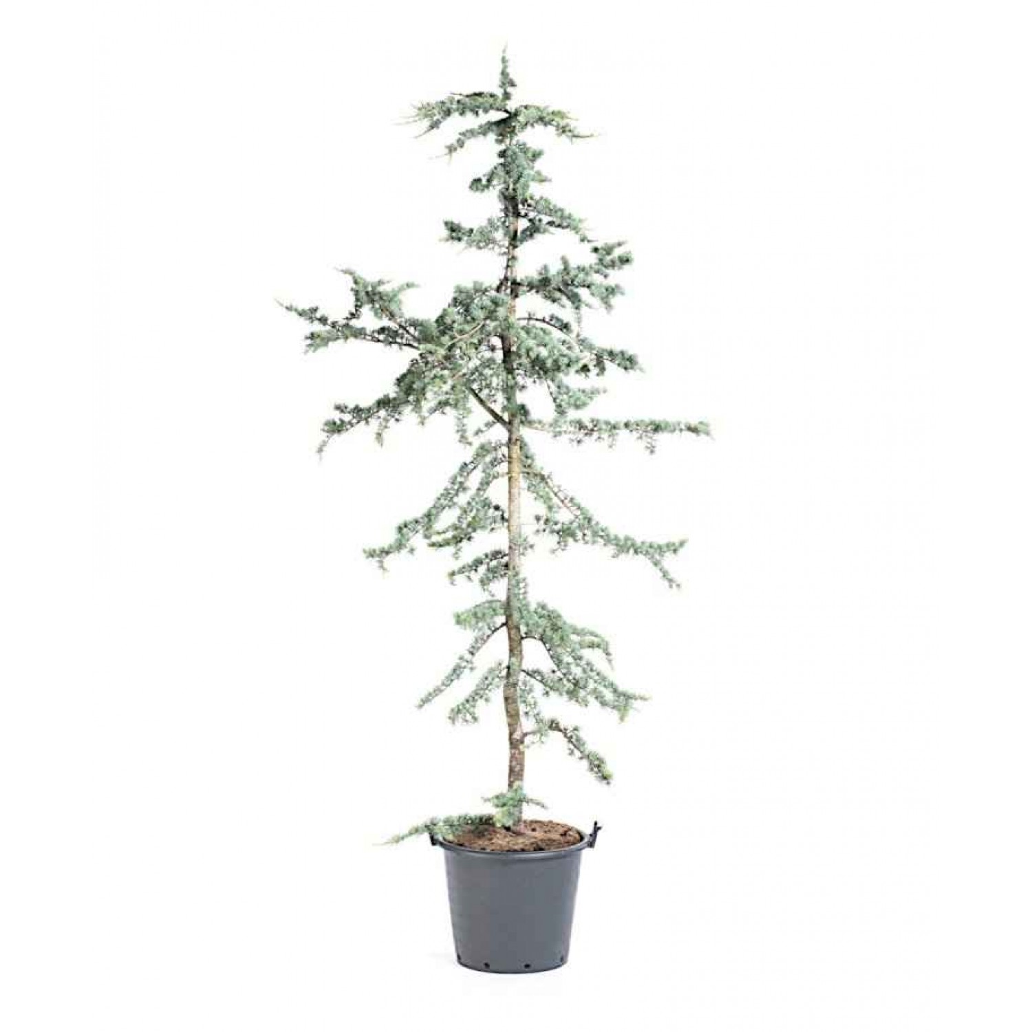 Κέδρος Γλαυκός (Cedrus atlantica 'Glauca') | Κηπογεωργική