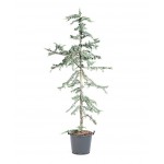 Κέδρος Γλαυκός (Cedrus atlantica 'Glauca') | Κηπογεωργική