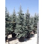 Κέδρος Γλαυκός (Cedrus atlantica 'Glauca') | Κηπογεωργική