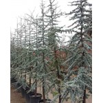 Κέδρος Γλαυκός (Cedrus atlantica 'Glauca') | Κηπογεωργική