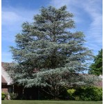 Κέδρος Γλαυκός (Cedrus atlantica 'Glauca') | Κηπογεωργική
