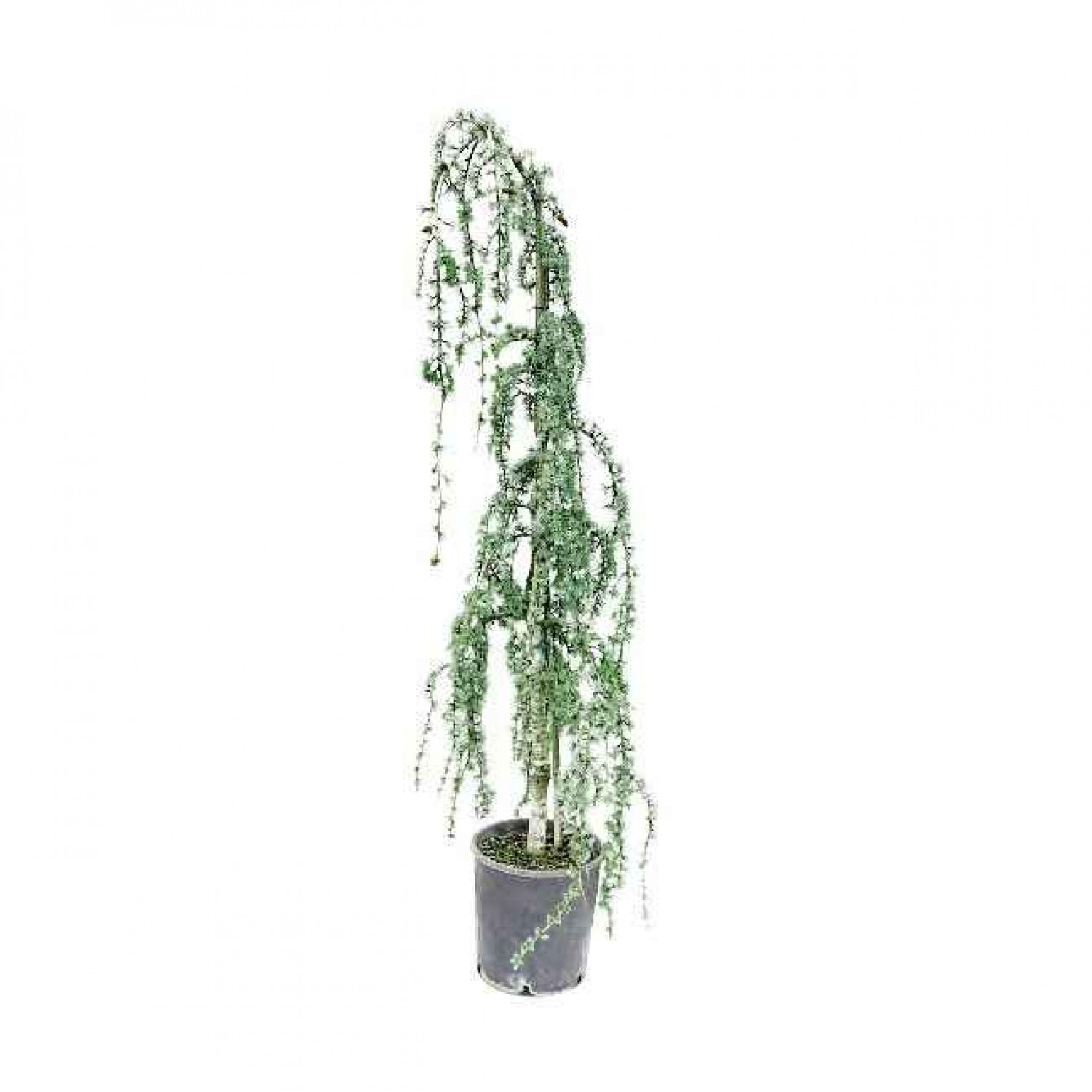 Weeping Blue Atlas Cedar Conifer Tree (Cedrus atlantica 'Glauca Pendula') Weeping Blue Atlas Cedar (Cedrus atlantica 'Glauca Pendula') | Kipogeorgiki