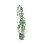 Weeping Blue Atlas Cedar Conifer Tree (Cedrus atlantica 'Glauca Pendula') Weeping Blue Atlas Cedar (Cedrus atlantica 'Glauca Pendula') | Kipogeorgiki