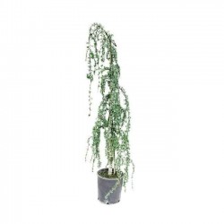 Κέδρος Γλαυκός (Cedrus atlantica 'Glauca') | Κηπογεωργική
