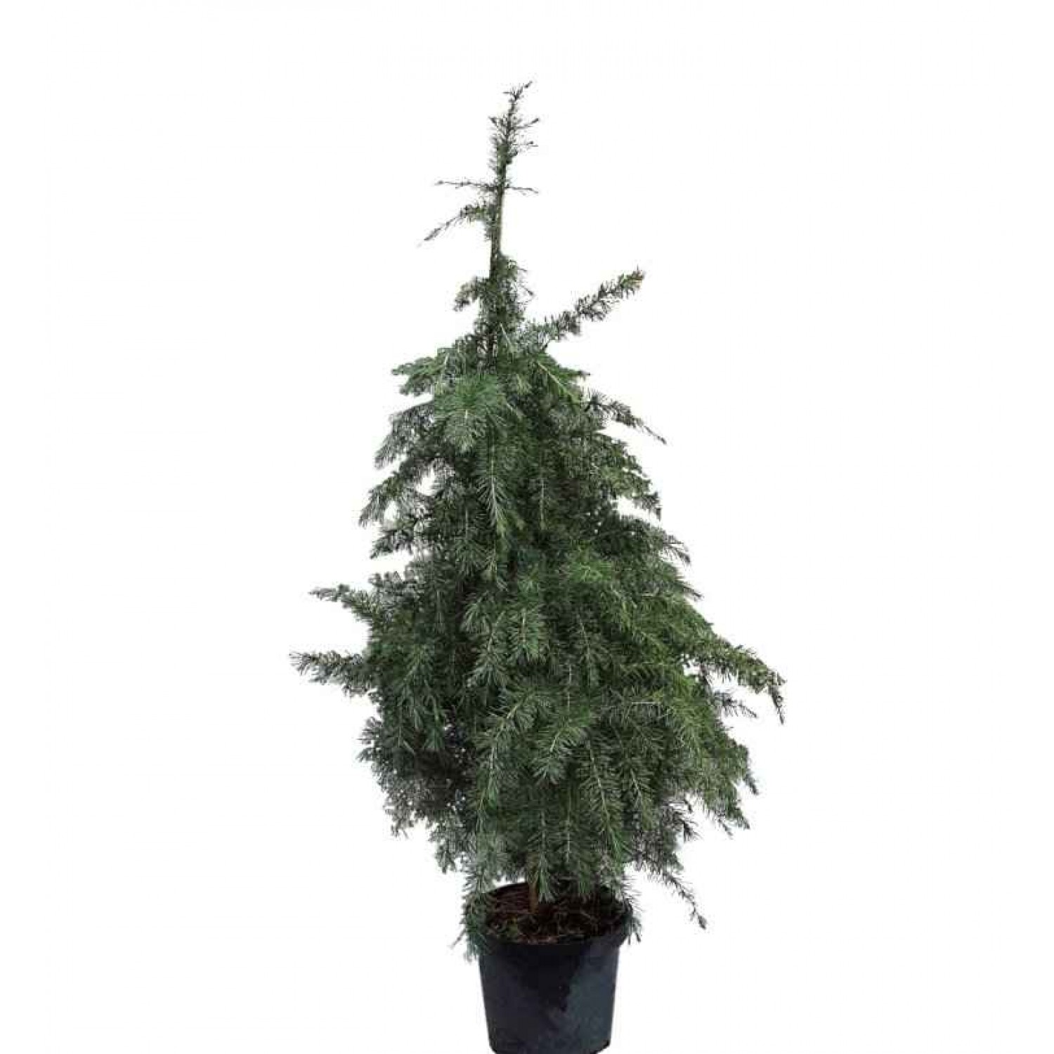 Κέδρος Ντεοντάρα Δέντρο (Cedrus deodara) | Κηπογεωργική