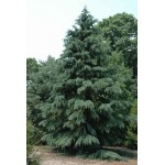 Κέδρος Ντεοντάρα Δέντρο (Cedrus deodara) | Κηπογεωργική