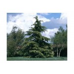 Κέδρος Ντεοντάρα Δέντρο (Cedrus deodara) | Κηπογεωργική