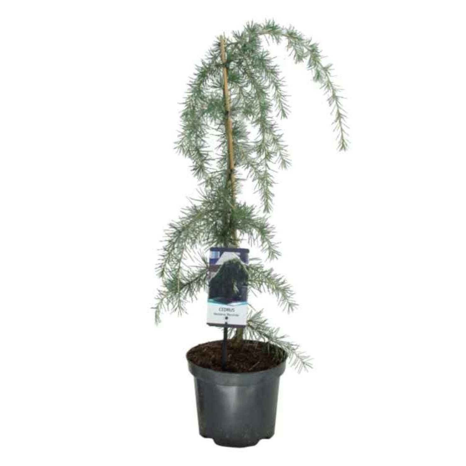 Κέδρος Κρεμοκλαδής (Cedrus deodara ‘Pendula’) | Κηπογεωργική