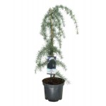 Κέδρος Κρεμοκλαδής (Cedrus deodara ‘Pendula’) | Κηπογεωργική