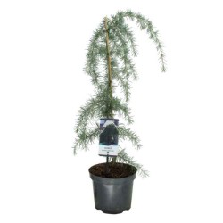 Κέδρος Κρεμοκλαδής (Cedrus deodara ‘Pendula’) | Κηπογεωργική