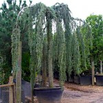 Κέδρος Κρεμοκλαδής (Cedrus deodara ‘Pendula’) | Κηπογεωργική